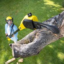 Trusted Youngstown, OH Tree Removal and Landscaping Services Experts